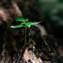Living The New Life In Christ