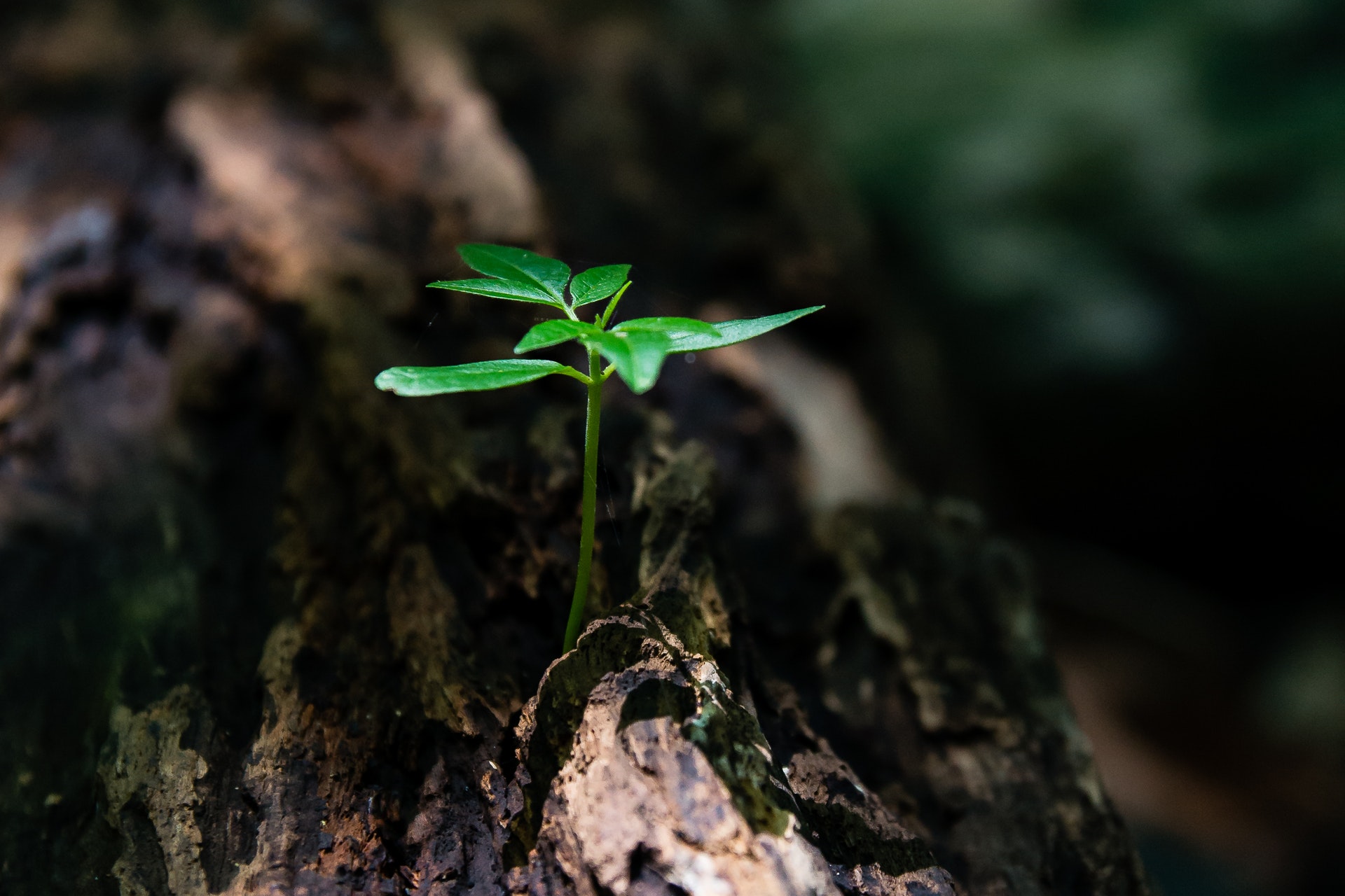Living The New Life In Christ