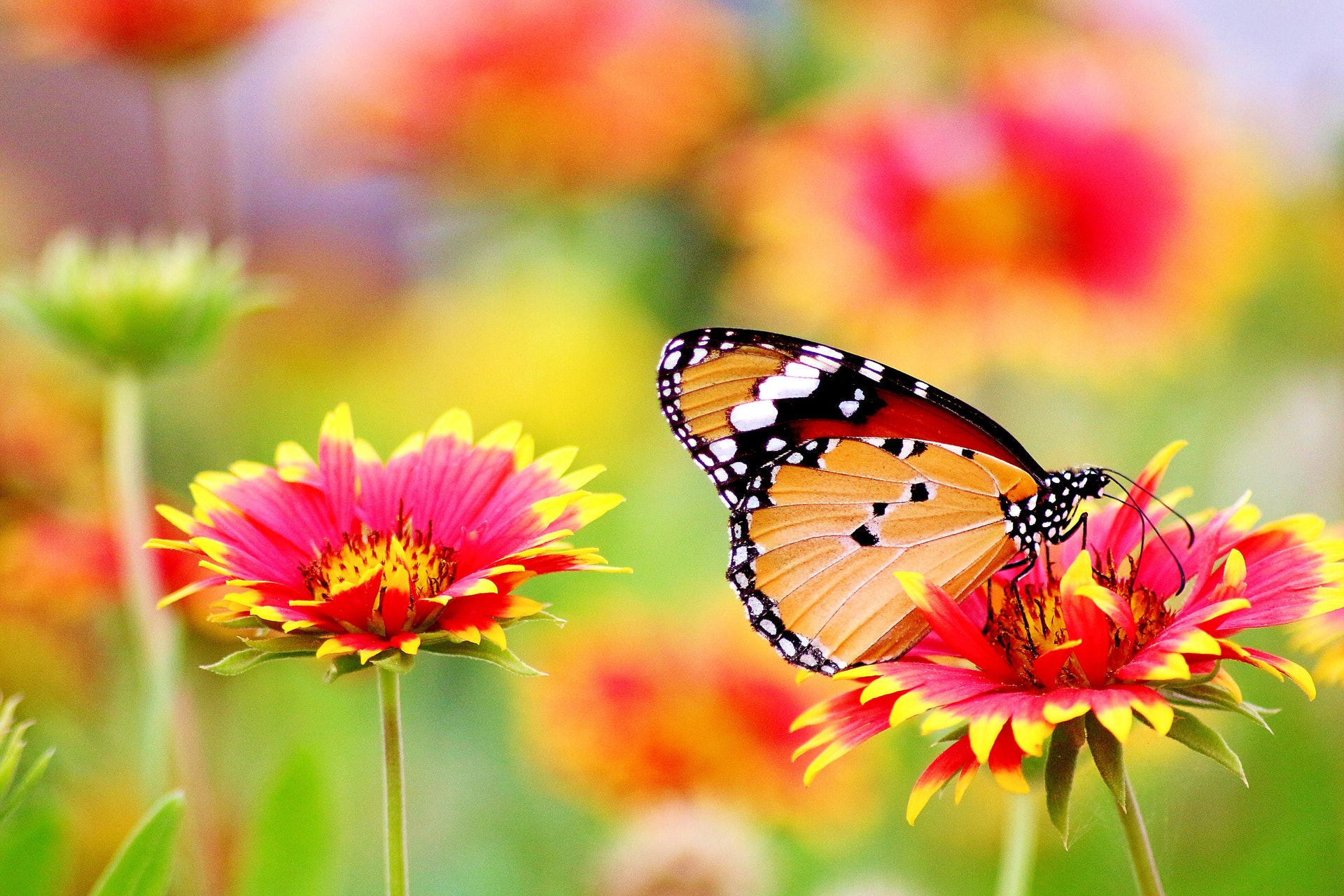 Field of bright pink and yellow flowers, two in focus and one has a Monarch butterfly sitting on it