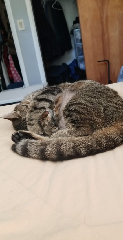 cat curled up sleeping