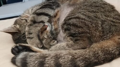 cat curled up sleeping