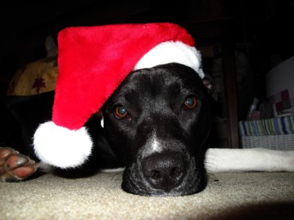 black dog wearing a Santa's hat laying on the floor