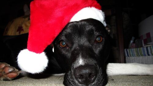 black dog wearing a Santa's hat laying on the floor