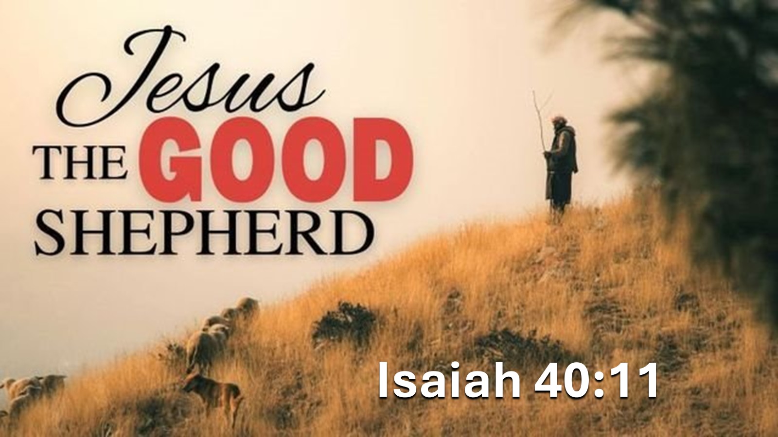 #7 Jesus The Good Shepherd